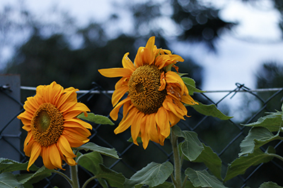 Ceia Natal APCEFSP _219_-site.jpg